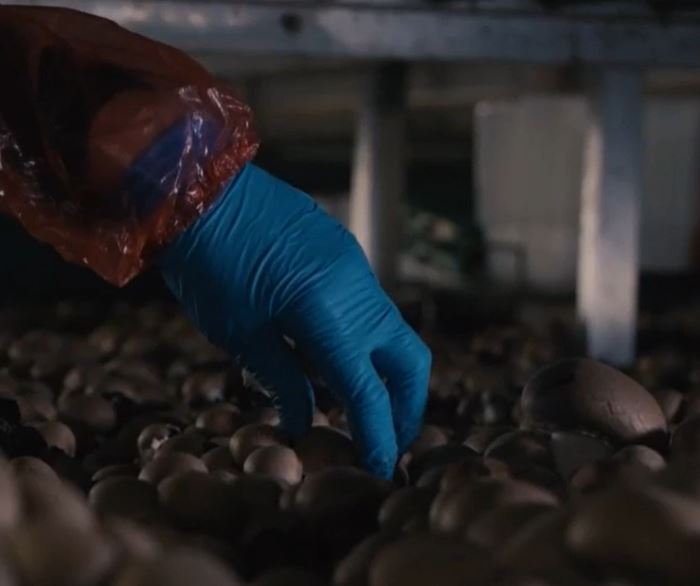 An example of a hygiene measure to reduce the risk of contamination and spread: using clean, disposable gloves and sleeves whilst picking mushrooms